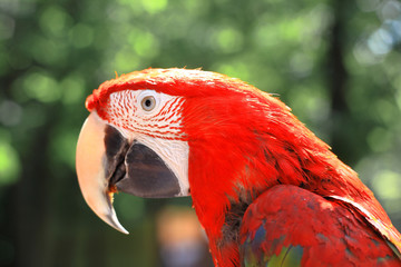 close up. head, macaw parrot on blurred background