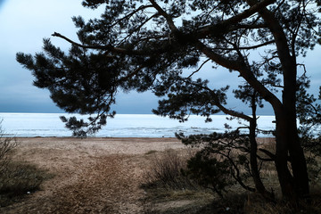 Fototapeta na wymiar landscape with frozen sea, sandy beach and tree on it