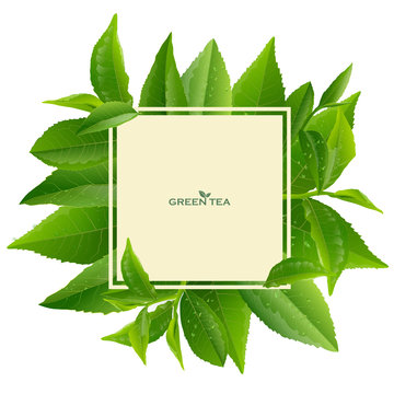 Vector Green Tea Frame With Tea Leaves And Drops On White Background.