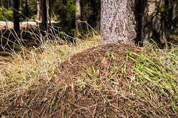 Ant hill in a pine forest in early spring
