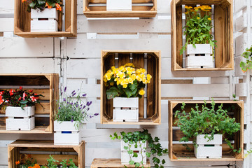 Flowers in wooden boxes 