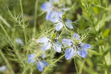 Blue flowers of decorative plants.