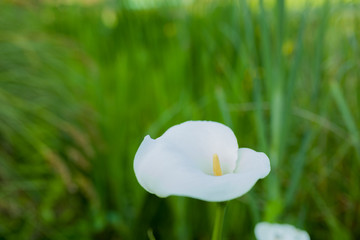 Wild delicate white calla lily flower with yellow stamen