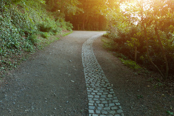 Fototapeta premium Beautiful Alley In Park. Garden Landscaping Design
