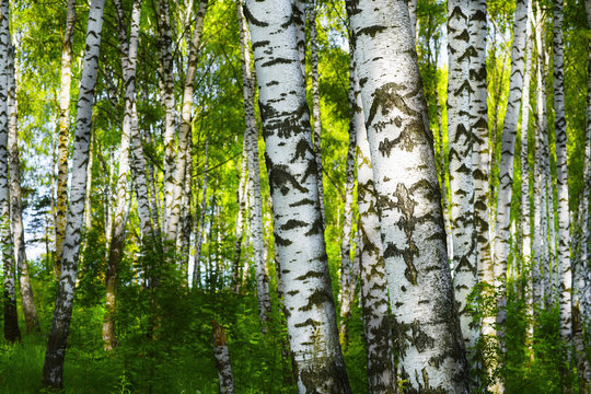 Fototapeta summer in sunny birch forest
