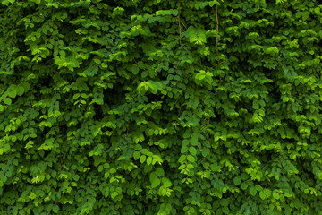 Green leaves pattern background, Natural background