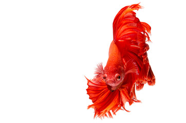 red dragon Siamese fighting fish movement isolated on white background