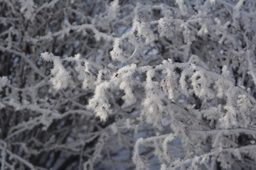 Winter frost on branches.