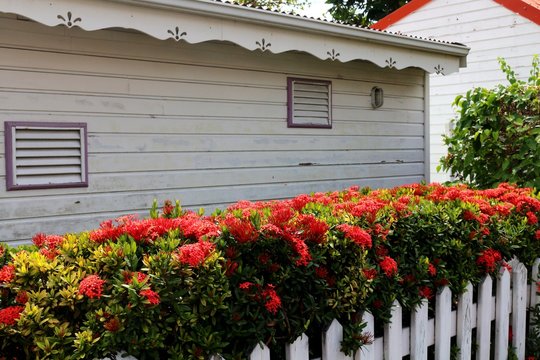 Beautiful evergreen red flowering hedge of Ixora shrub in front of white wooden house wall