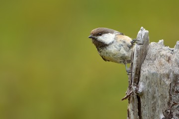 Gray-headed Chickadee sitting on the birch in Finland