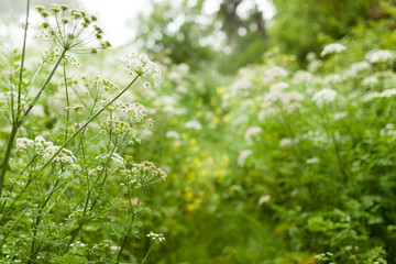 Summer grass and wildflower background.