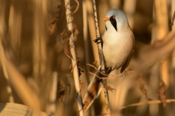 Male Bearded Reedling (Panurus biarmicus) captured close-up perched on a stalk of the reed