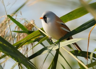Male Bearded Reedling (Panurus biarmicus) captured close-up  the green reeds.