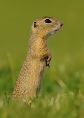 Naklejka na ściany i meble European ground squirrel - Spermophilus citellus in the grass, green background
