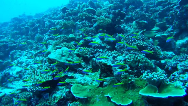Massive school of anthias swims over coral reef, Yellowback Anthias - Pseudanthias evansi. Indian Ocean, Fuvahmulah island, Maldives, Asia
