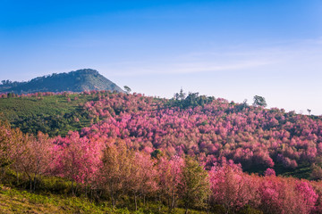 Wild himalayan cherry in sunshine day