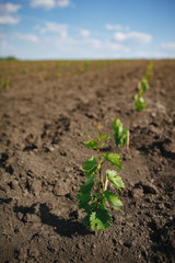 Row of young grape seedlings in a spring vineyard ground