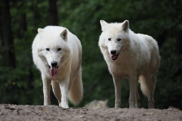 Arctic Wolf (Canis lupus arctos), Two wolfs, Pair, Green background