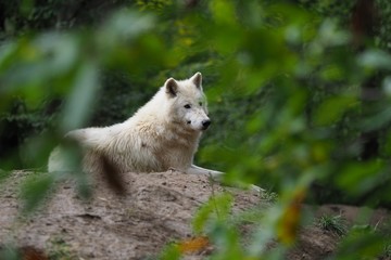 Naklejka premium Arctic Wolf (Canis lupus arctos), Title picture, Green background