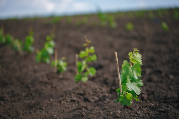 Rows of young grape seedlings in a spring ground