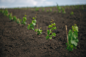 Rows of young grape seedlings in a spring ground