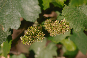Closeup shot os grape flowers and young grapes
