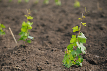Closeup shot of a young grape seedling in a spring ground