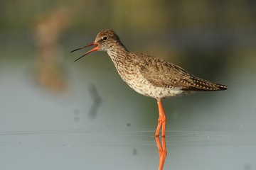 Common Redshank (Tringa totanus) standinf in a shallow water and calling