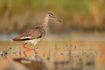 Common Redshank (Tringa totanus)