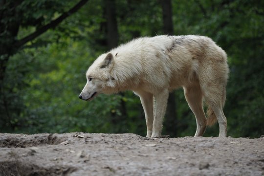 Arctic Wolf (Canis lupus arctos), Title picture, Green background