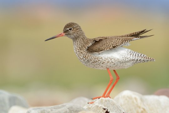 Common Redshank (Tringa totanus)