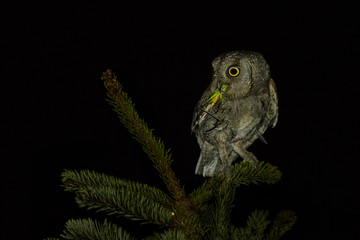 European Scops-Owl (Otus scops) perched on a spruce branch with caught grasshopper at night
