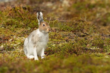 The mountain hare from the north of the Finland