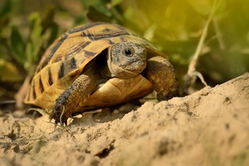 Hermann's Tortoise - Testudo hermanni on the graas in Romania