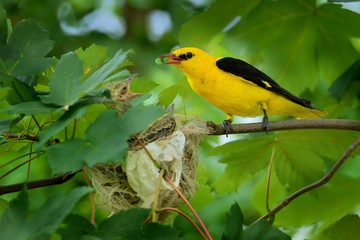 Eurasian Golden Oriole (Oriolus oriolus - male) sitting near the nest