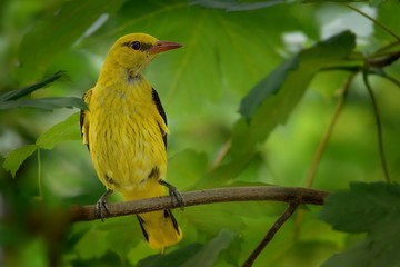 Eurasian Golden Oriole (Oriolus oriolus - male) sitting near the nest