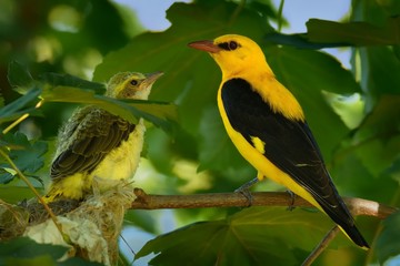 Eurasian Golden Oriole (Oriolus oriolus - male) sitting near the nest