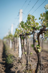 Fototapeta na wymiar Accurate green vineyard in spring