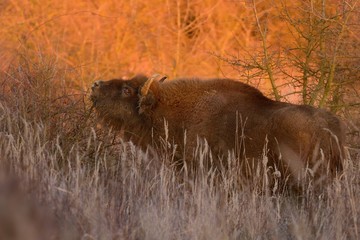 European Bison - Bison bonasus