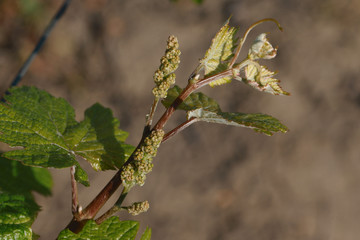 Closeup shot of young grape leaves and flowers in spring