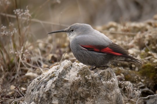 The Wallcreeper (Tichodroma muraria) sitting on the rock in Czech Republic