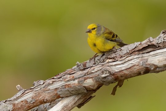 Corsican Finch - Serinus Corsicanus