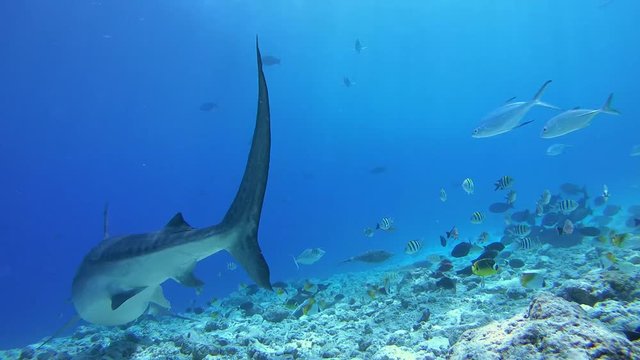 Tiger shark swim over the slope of the reef, Tiger shark - Galeocerdo cuvier. Indian Ocean, Fuvahmulah island, Maldives, Asia
