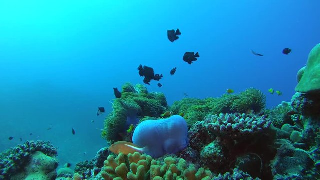 school of damselfish swim over anemone, Humbug Dascyllus - Dascyllus aruanus and Magnificent Sea Anemone - Heteractis magnifica. Indian Ocean, Fuvahmulah island, Maldives, Asia
