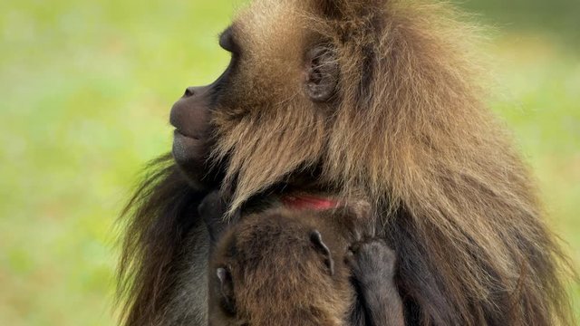 Gelada (Theropithecus gelada) grooming