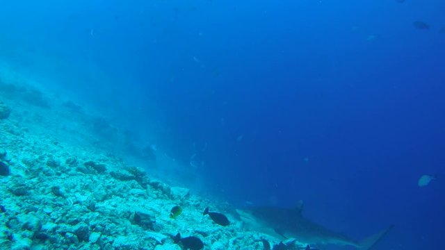 Tiger shark swim over bottom coral reef - Indian Ocean, Fuvahmulah island, Maldives, Asia
