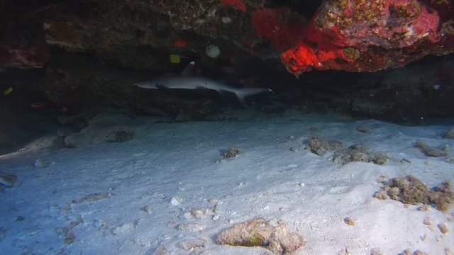 Whitetip shark swim in the cave, Whitetip reef shark - Triaenodon obesus. Indian Ocean, Fuvahmulah island, Maldives, Asia
