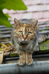 Fototapeta na wymiar Sad cat in Szentendre