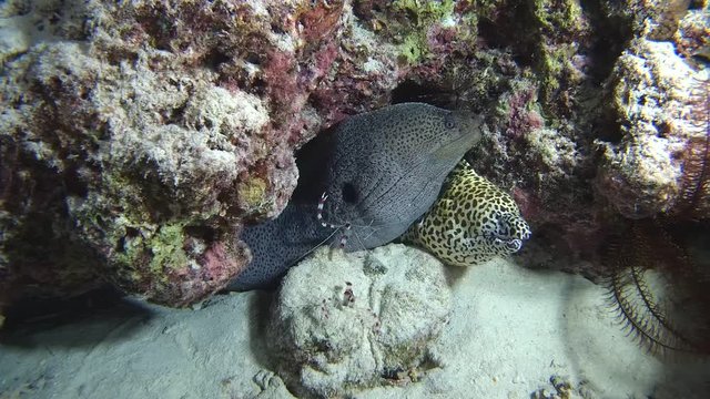 Two Morays with cleaner shrimp, Giant moray - Gymnothorax javanicus, Honeycomb Moray - Gymnothorax favagineus and Indian Ocean, Maldives, Asia

