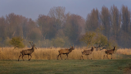 Red Deer in early morning